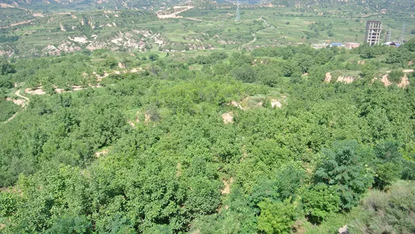 Walnut Planting Base