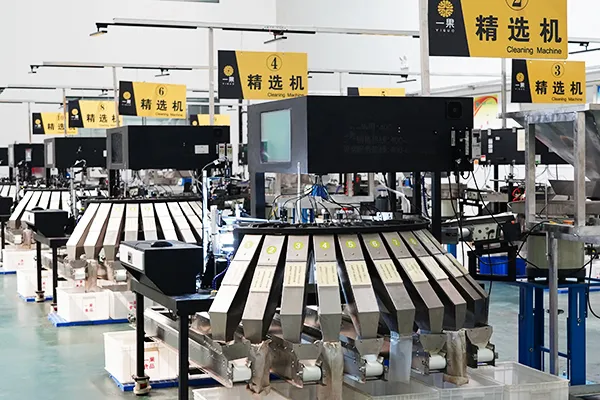 Walnut Precision Sorting Machine