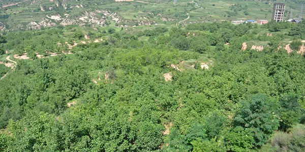 Walnut Planting Base