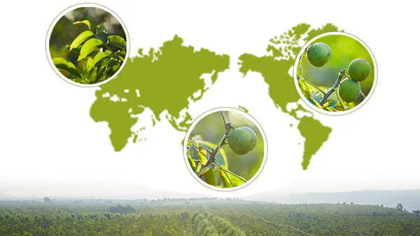 Shanxi Yiguo Food Co., Ltd.